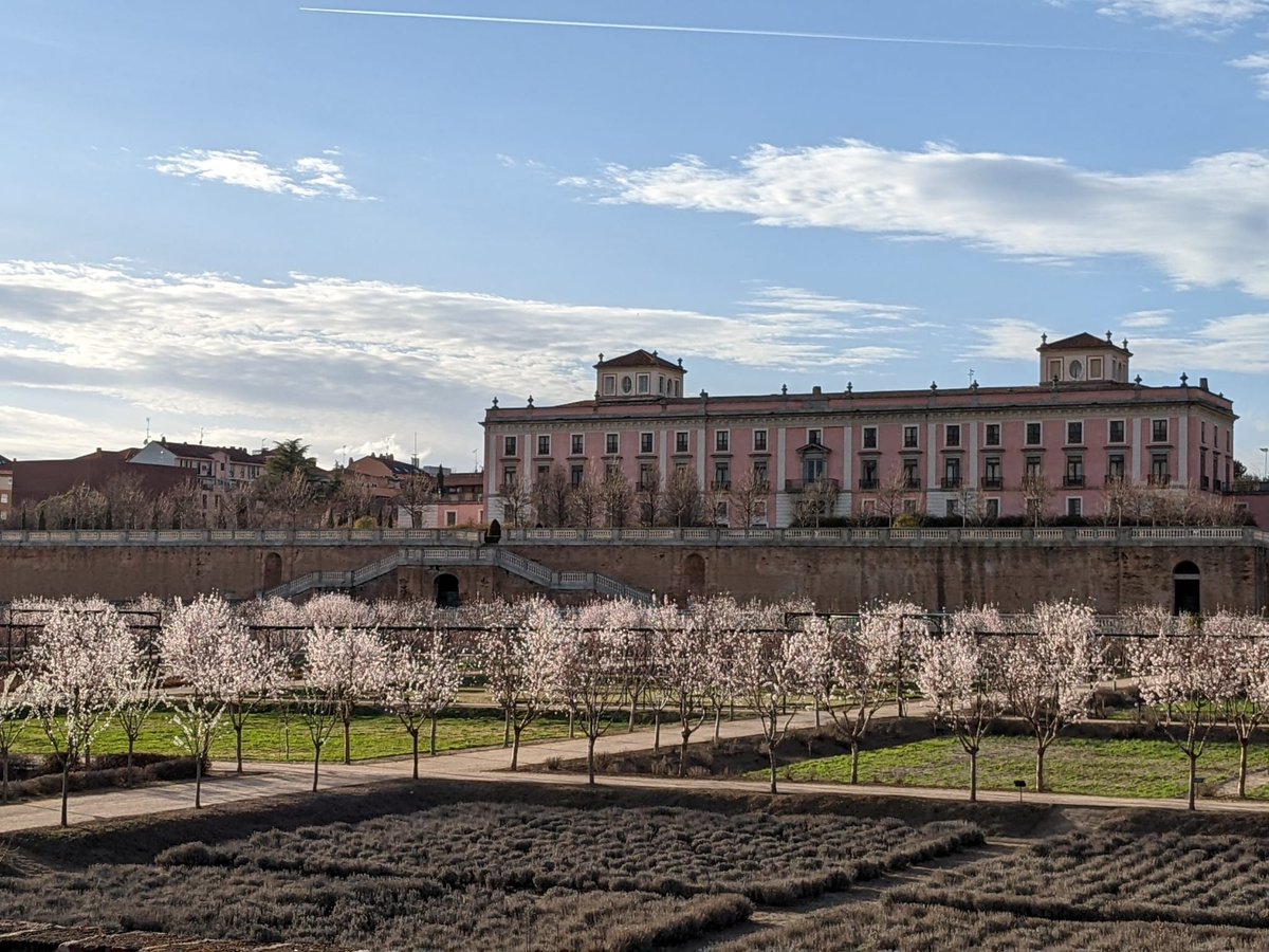 Siemamadencanto's tweet photo. Ya están los #almendros en #flor en #Madrid. Os recomiendo recorrer la #QuintadelosMolinos, las huertas del #palacioInfantedonluisdeBoadilla y la #huertadelfrancés en #parqueRetiro. @CulturaCMadrid @ElRetiroMadrid @Ayto_Boadilla @jubedal @MadridconM @MadridTrc @cipripedia https://t.co/2DbLXpnBvK
