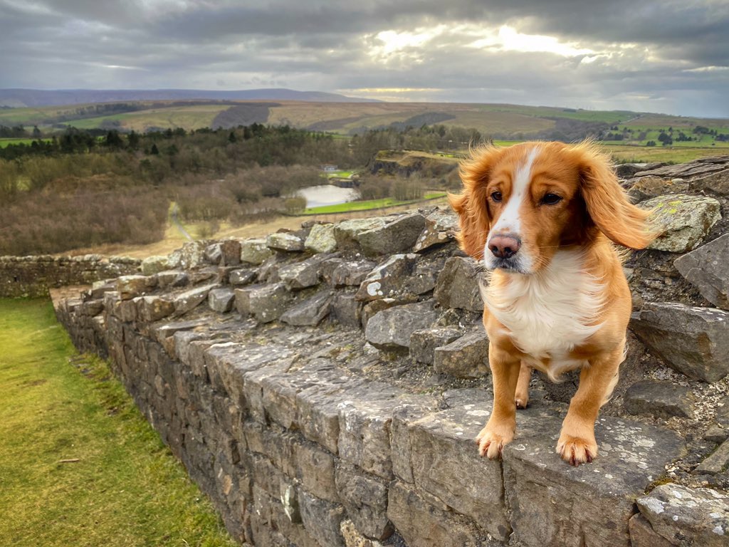 Here I am on Hadrian’s Wall. I wonder if the Romans had chilly ears too? #hadrianswall #Northumberland