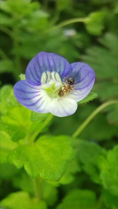 speedwell