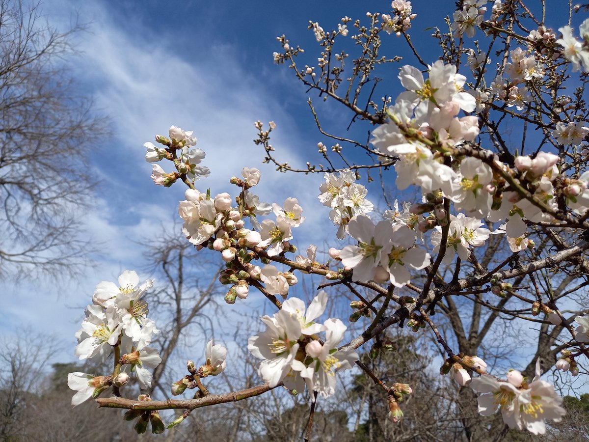 Siemamadencanto's tweet photo. Ya están los #almendros en #flor en #Madrid. Os recomiendo recorrer la #QuintadelosMolinos, las huertas del #palacioInfantedonluisdeBoadilla y la #huertadelfrancés en #parqueRetiro. @CulturaCMadrid @ElRetiroMadrid @Ayto_Boadilla @jubedal @MadridconM @MadridTrc @cipripedia https://t.co/2DbLXpnBvK