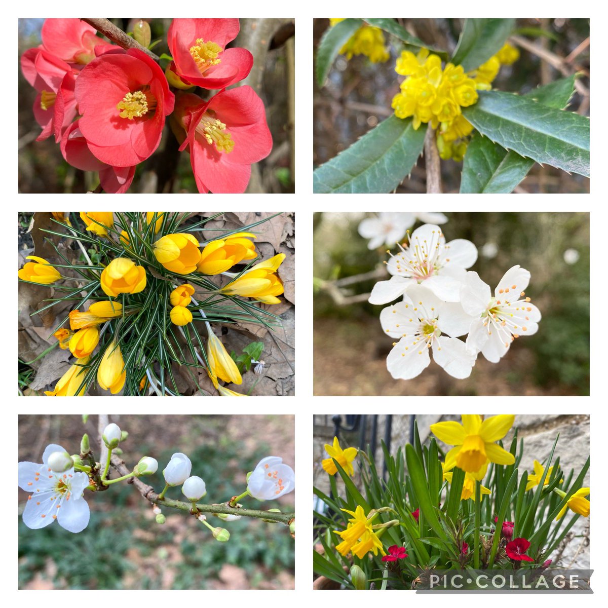 Spring is in the air, even if it is bloomin freezing #SixOnSaturday #flowersphotography #spring #southwarkpark