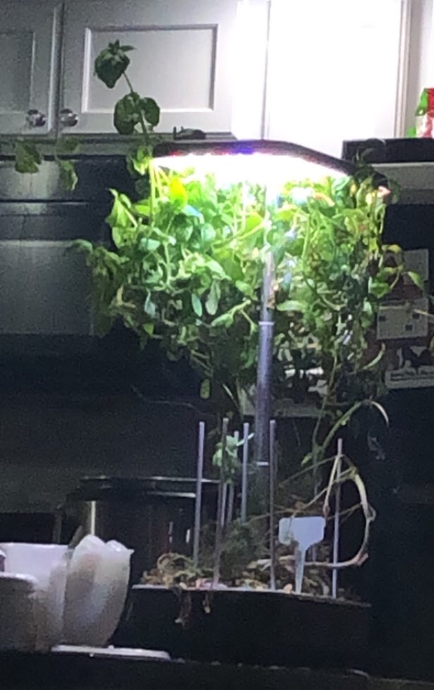 JustinaLuther's tweet image. Between the lingering bit of my head cold, and Basil-Zilla, I have another spooky book brewing in the back of my mind. But, I have other projects to get through first. I’ll add it to the list. #anwriting
