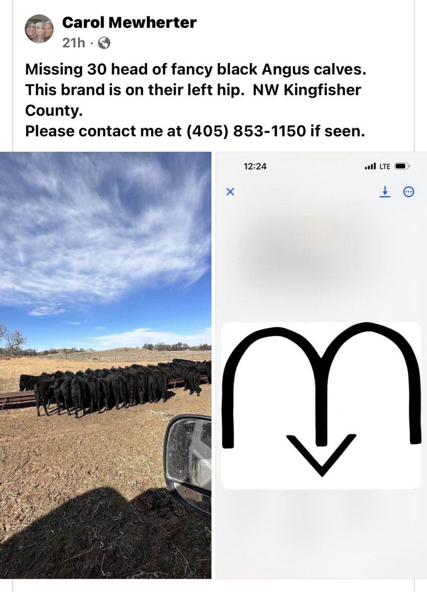 DisonPayton's tweet photo. Missing Angus calves in Kingfisher County Oklahoma https://t.co/QTrEIe6HuA