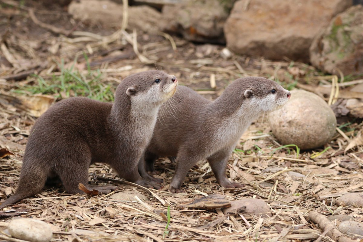 Lovely day <a href="/ZSLWhipsnadeZoo/">Whipsnade Zoo</a>. Aren't otterly adoreable!