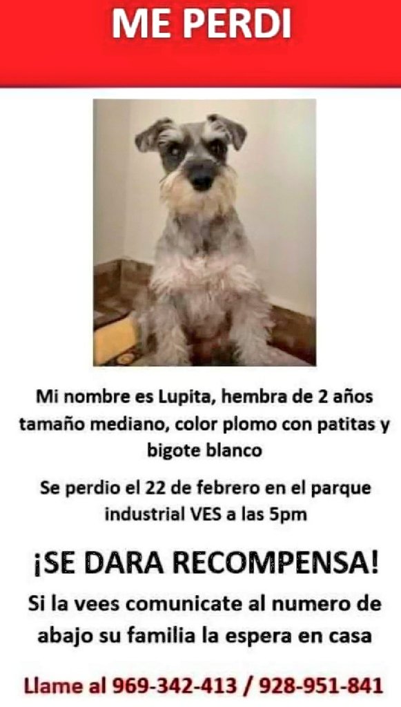 incondic_peru's tweet photo. #PERDIDA #VillaElSalvador el 22/02 en el parque industrial. 

Informes 👇🏼 https://t.co/6tuhh3rat4