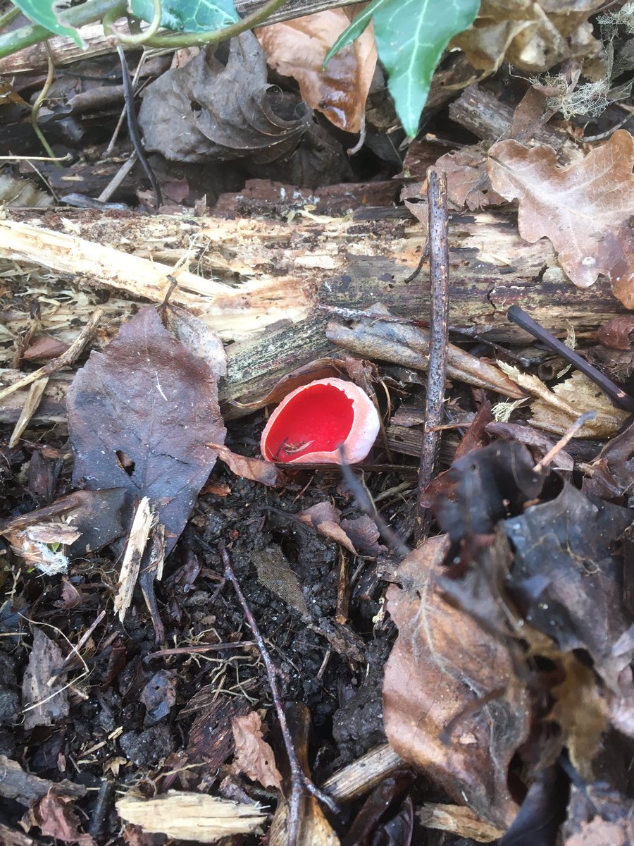 kingsheathpark (@kingsheathpark) on Twitter photo Nice surprise on todayās litter pick in Kings Heath Park - I thought these were bottle caps at first! But does anyone know the name of this fab fungi? <a href="/lukaslarge/">Lukas Large</a> <a href="/BOSFonline/">BOSF - @bosfonline.bsky.social š¦</a> #fungi #Birmingham Nice surprise on todayās litter pick in Kings Heath Park - I thought these were bottle caps at first! But does anyone know the name of this fab fungi? <a href="/lukaslarge/">Lukas Large</a> <a href="/BOSFonline/">BOSF - @bosfonline.bsky.social š¦</a> #fungi #Birmingham