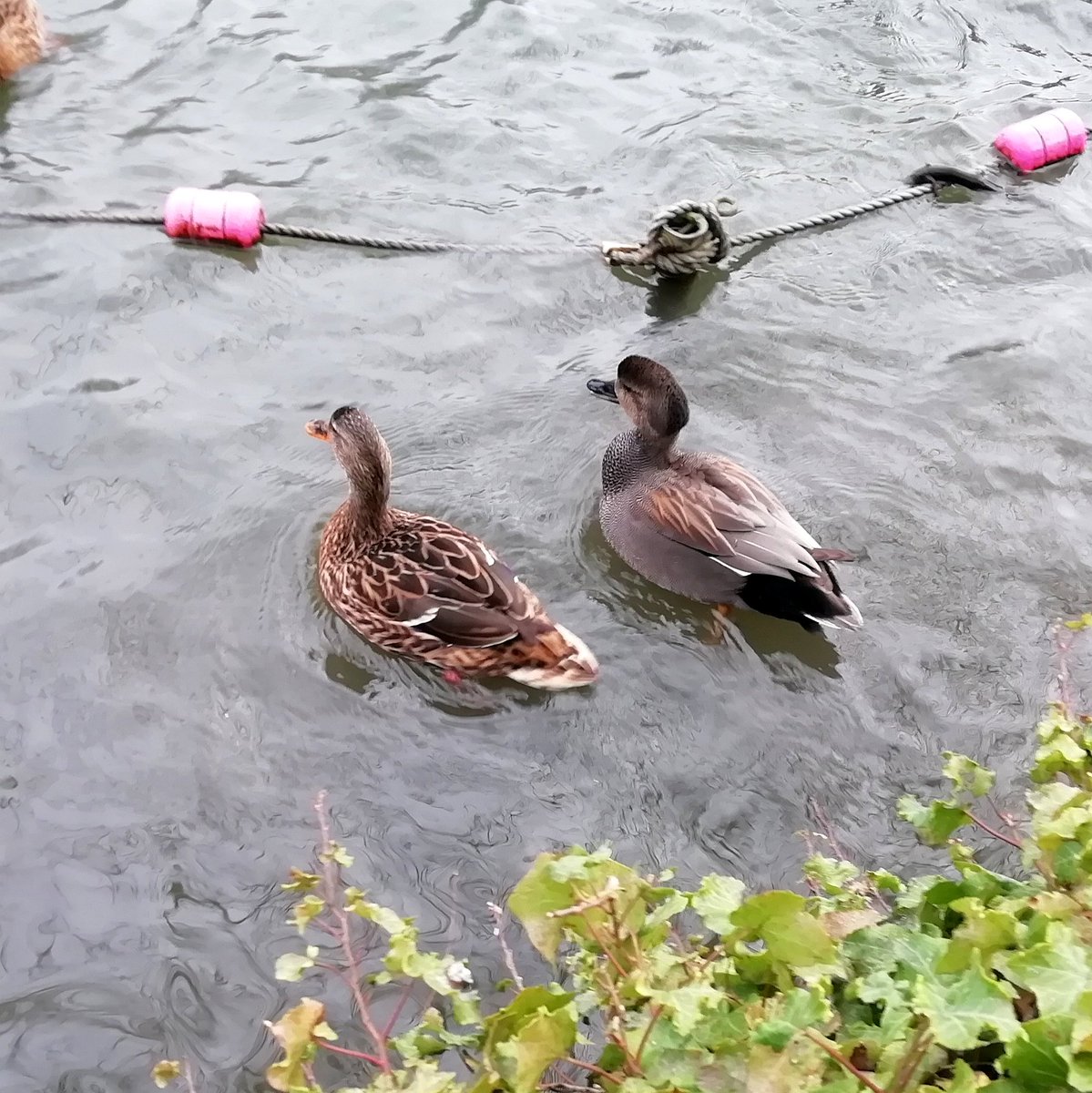 Spotted this Gadwall drake at the Boating Lake in Ally Park earlier this morning - an unusual species at the pond.
What is more, he's paired with a female Mallard!

Mareca strepera
Anas platyrhynchos
#365DaysWild 🦆 
<a href="/birdingetc/">Dominic Mitchell</a> #LondonBirds