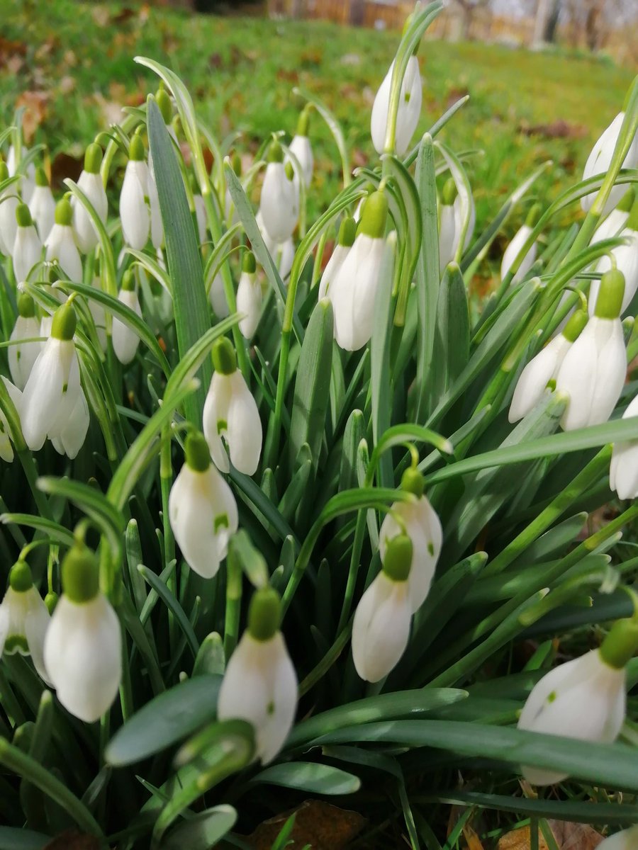 SanjeePerera1's tweet photo. Walking down the banks of the Isis at Godstow photographing drifts of snowdrops... I could get used to this.,, #365DaysWild https://t.co/HhYw3CuJSu