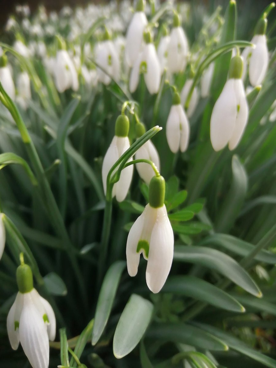 SanjeePerera1's tweet photo. Walking down the banks of the Isis at Godstow photographing drifts of snowdrops... I could get used to this.,, #365DaysWild https://t.co/HhYw3CuJSu