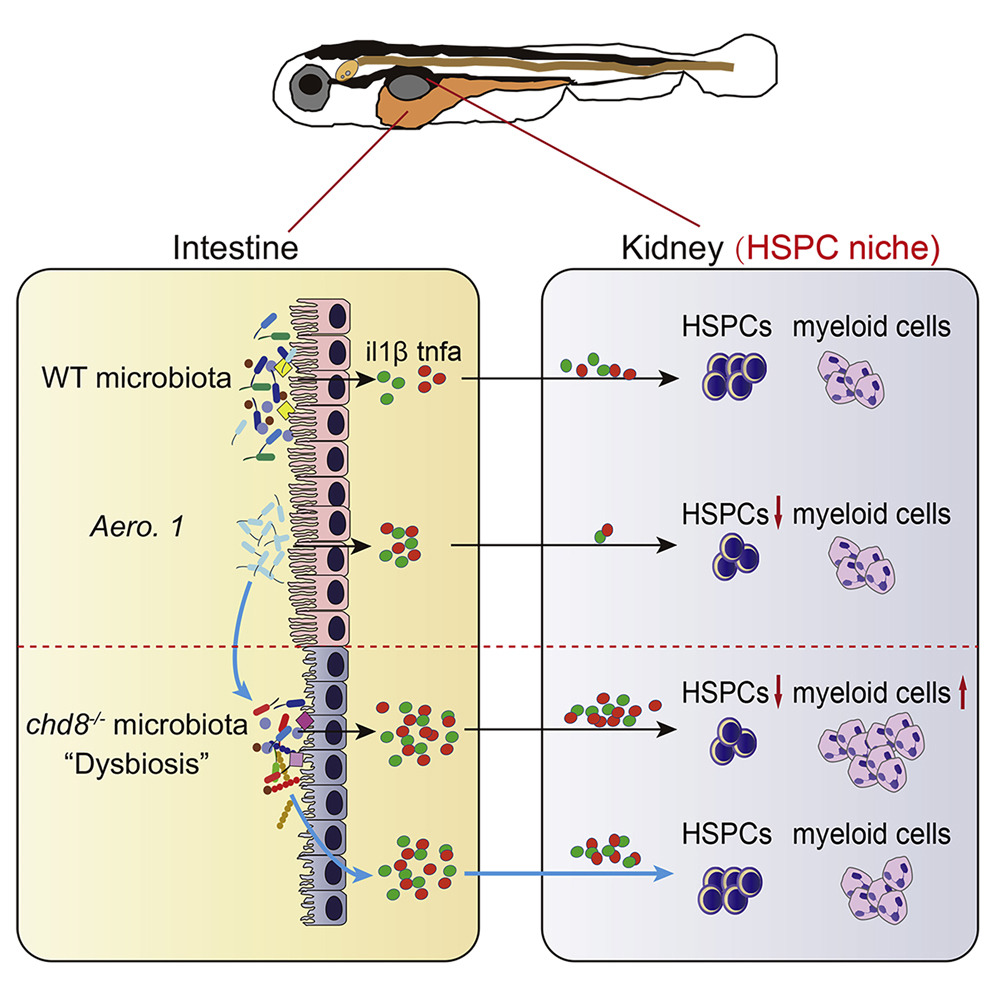 😮❕ Did you know that #microbiomes play a role in HSPC development?

This paper highlights the important roles of a balanced microbiome that ensure proper establishment of lineal precursors for the adult #hematopoietic system.

<a href="/CellReports/">Cell Reports</a> | 👉  bit.ly/3EB8gAM