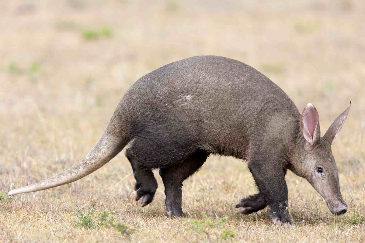 MISSING: A frustrated aardvark , male 
 Description: Lost, burly, and lousy 
 Last seen: Falling down an escalator with Shia LaBeouf  
 If found, please call 000-985-4263. Ask for Terrance. Thanks. https://t.co/gyvqaElulQ