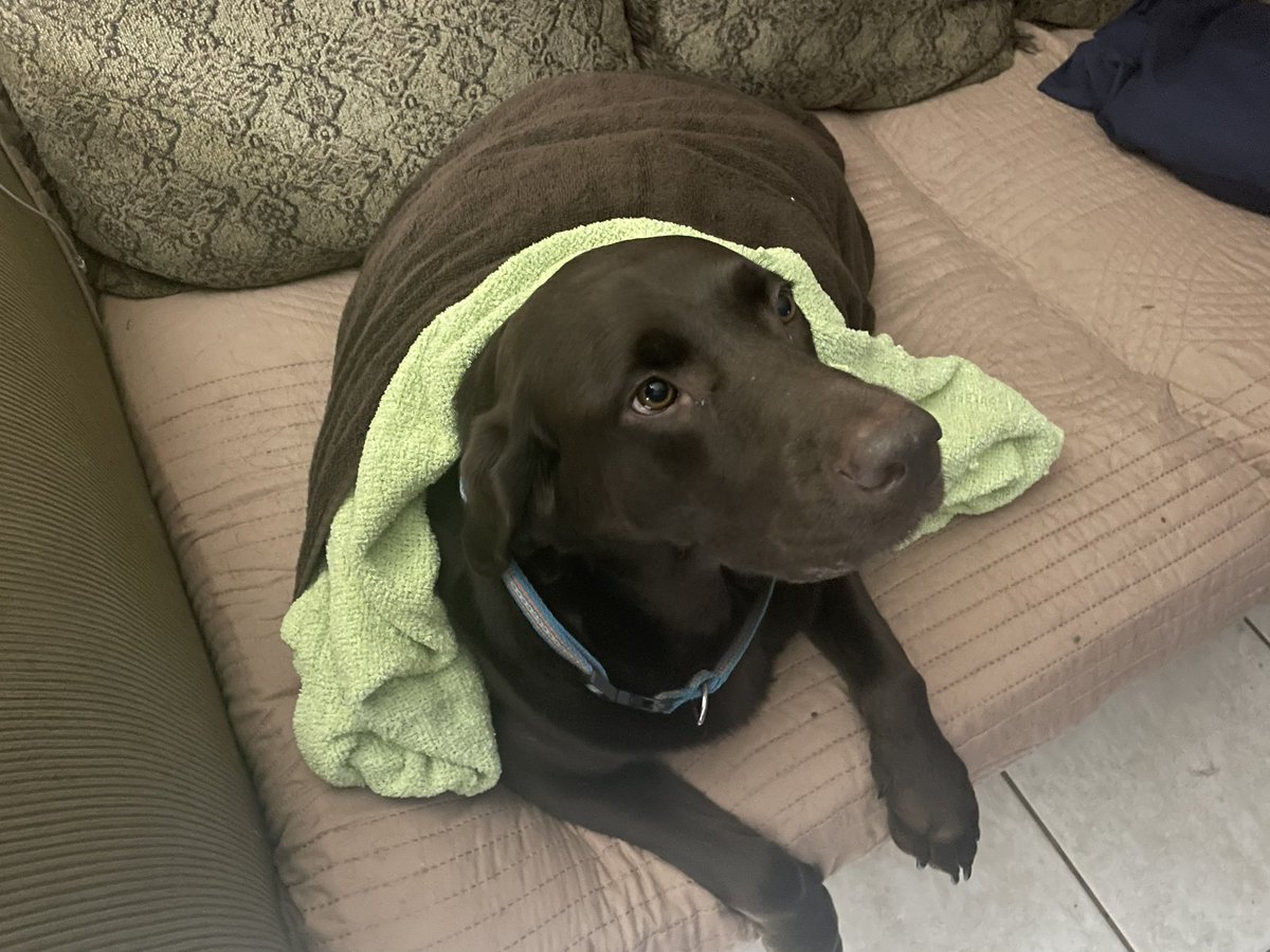 anti_fay's tweet photo. @kriissaa_krae First of all, ๐คฉ. I got a chocolate, too. Yours gets puppacinos, mine has a Twitter account @realMaybetheDog . #DogDorks https://t.co/7srm2iT6Hi