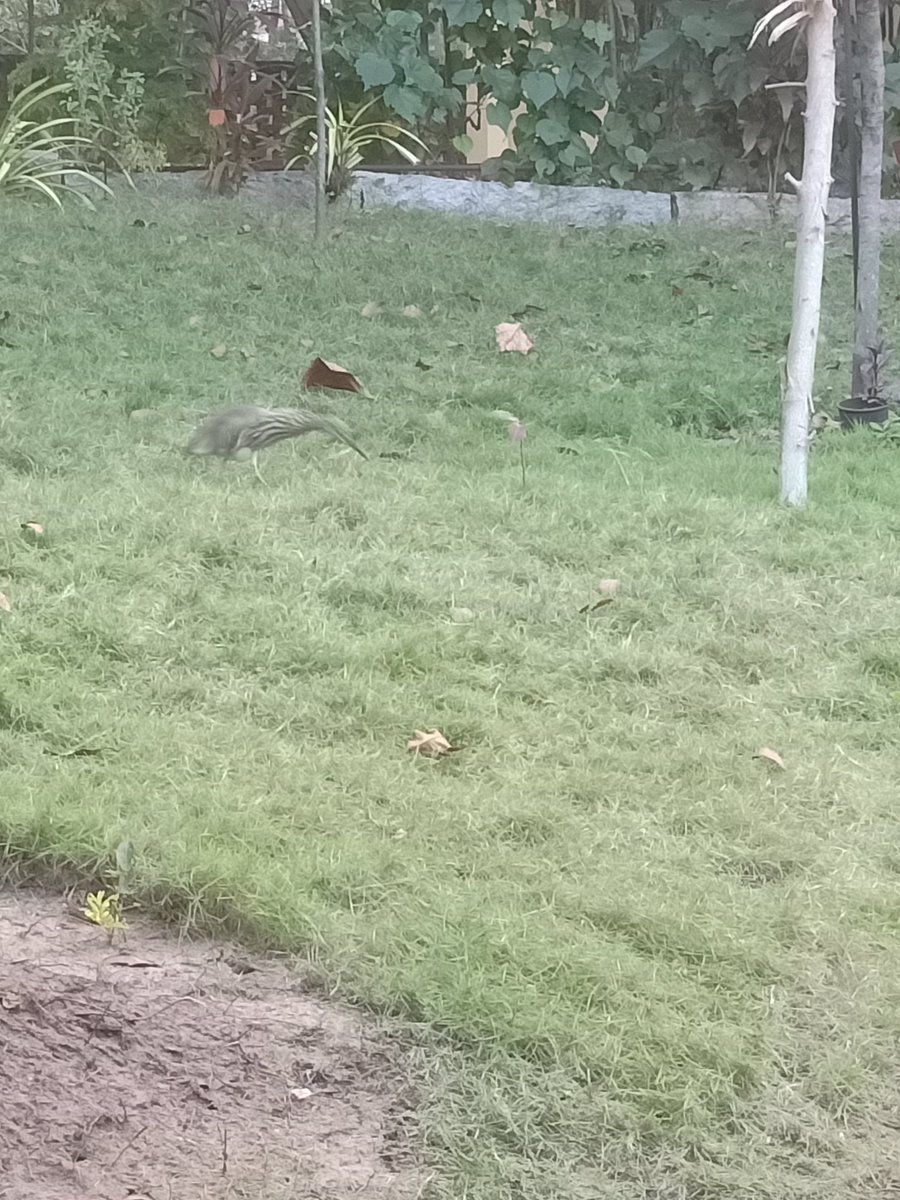 longhandnotes's tweet photo. Pond heron somehow,
More grey and more brown than green,
Blends into the grass...
#haiku #CloseEnough #HiddenInPlainSight #NotObvious #NotJustGreen #MoreThanOneClour #AlikeOverall #DifferentOverall https://t.co/OHTgdKThYg