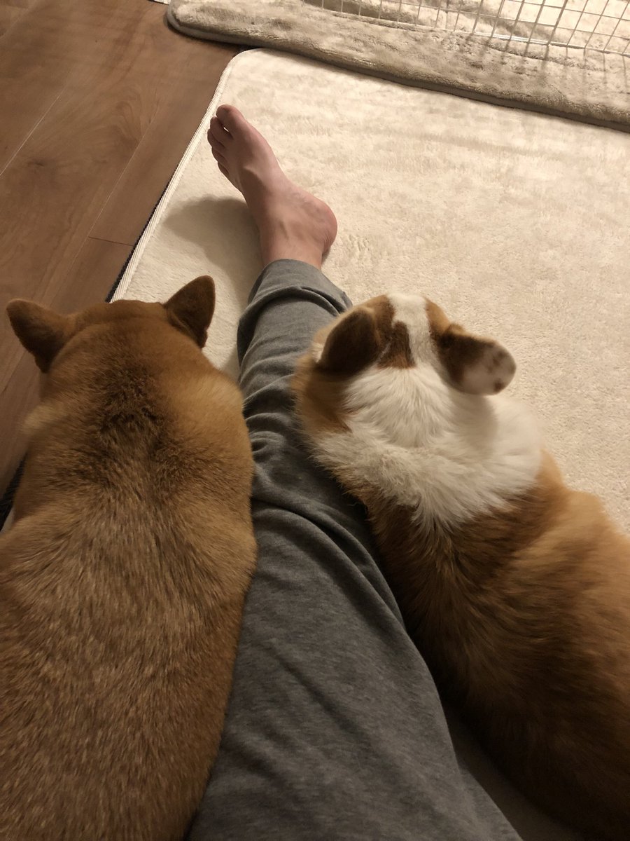 natsuo0617's tweet photo. 左足の犬サンドイッチ。 https://t.co/2vI3jAuhrX