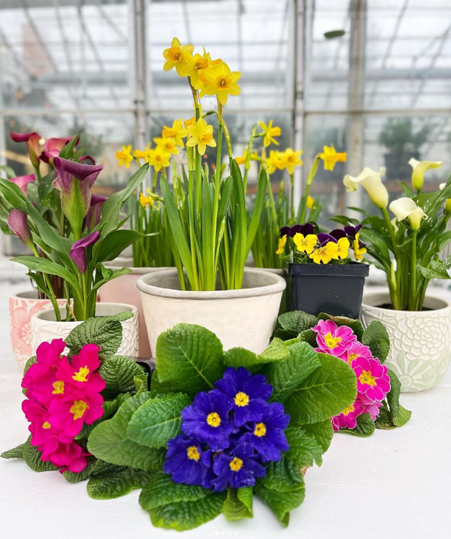 We are SO ready for spring at Radebaugh's!!  Who's with us??!!!  😀🌷🌼💮🥀

#readyforspring #springflowers #warmerweather #radebaughflorist #baltimoreflorist #towsonflowershop #familybusiness #shoplocal #flowers #florist
Radebaugh.com 🌿 410-825-4305