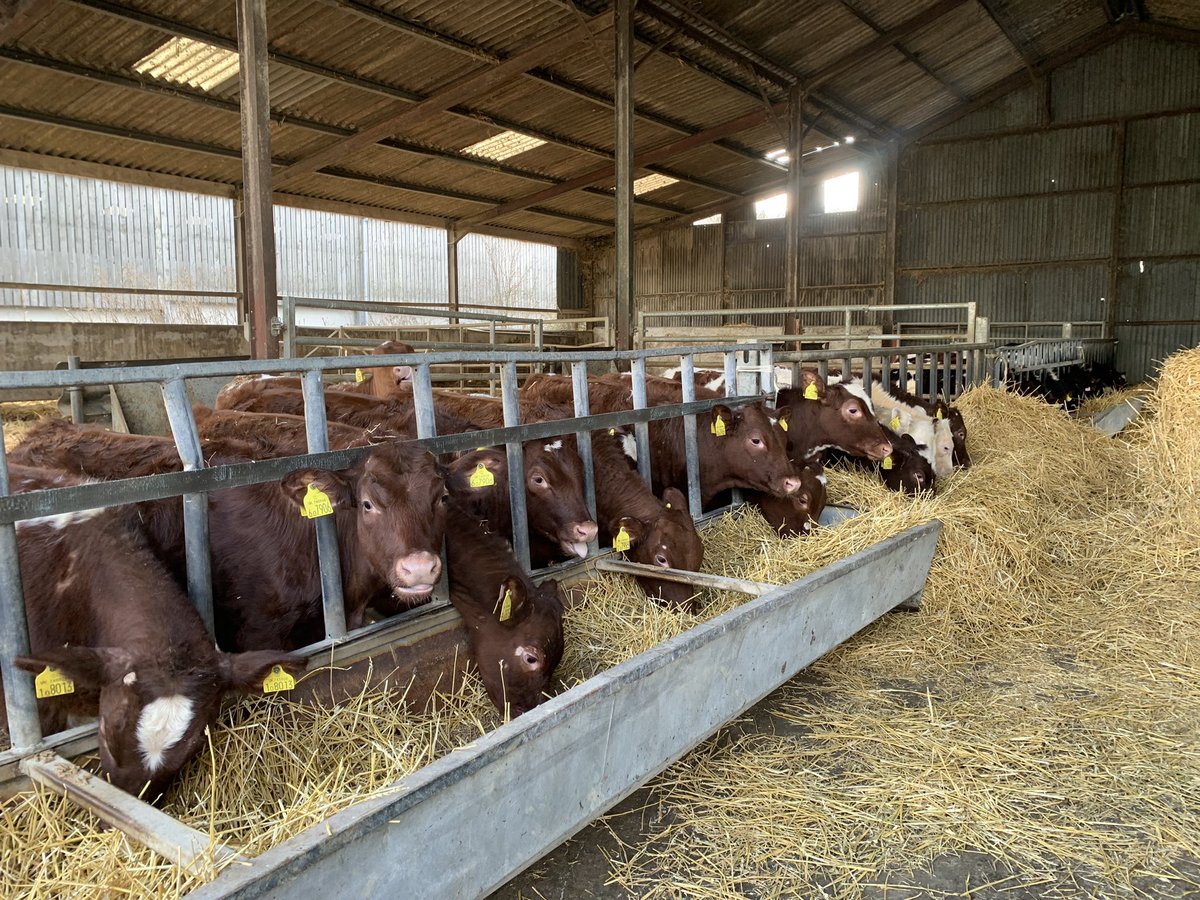 Maximus Pullin tweet media