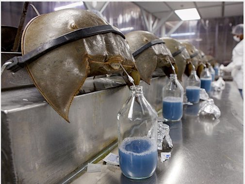 Blue blood and horseshoe crabs(Limulus): Limulus has existed millions of years, is cold-blooded and has a primitive immune system with 1 blood cell (ameobocyte), but why is their blood blue and why is it so valuable? (Pavid, K 2020 photo)