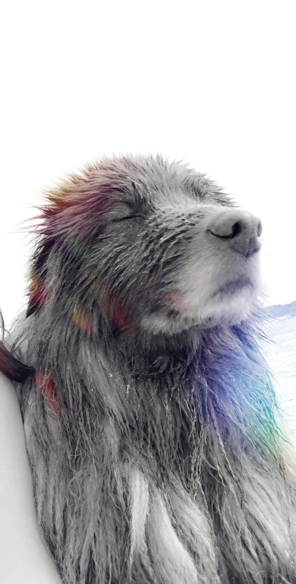 Take a moment to paws &amp; reflect.  #WaysToSpringBack