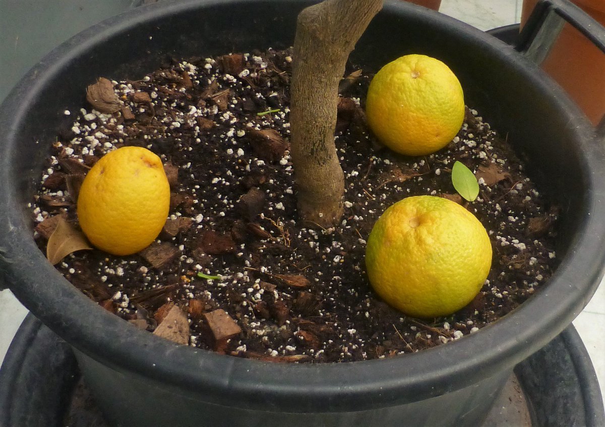 Citrus Mania 🍊🍋 🪴💛 tweet media