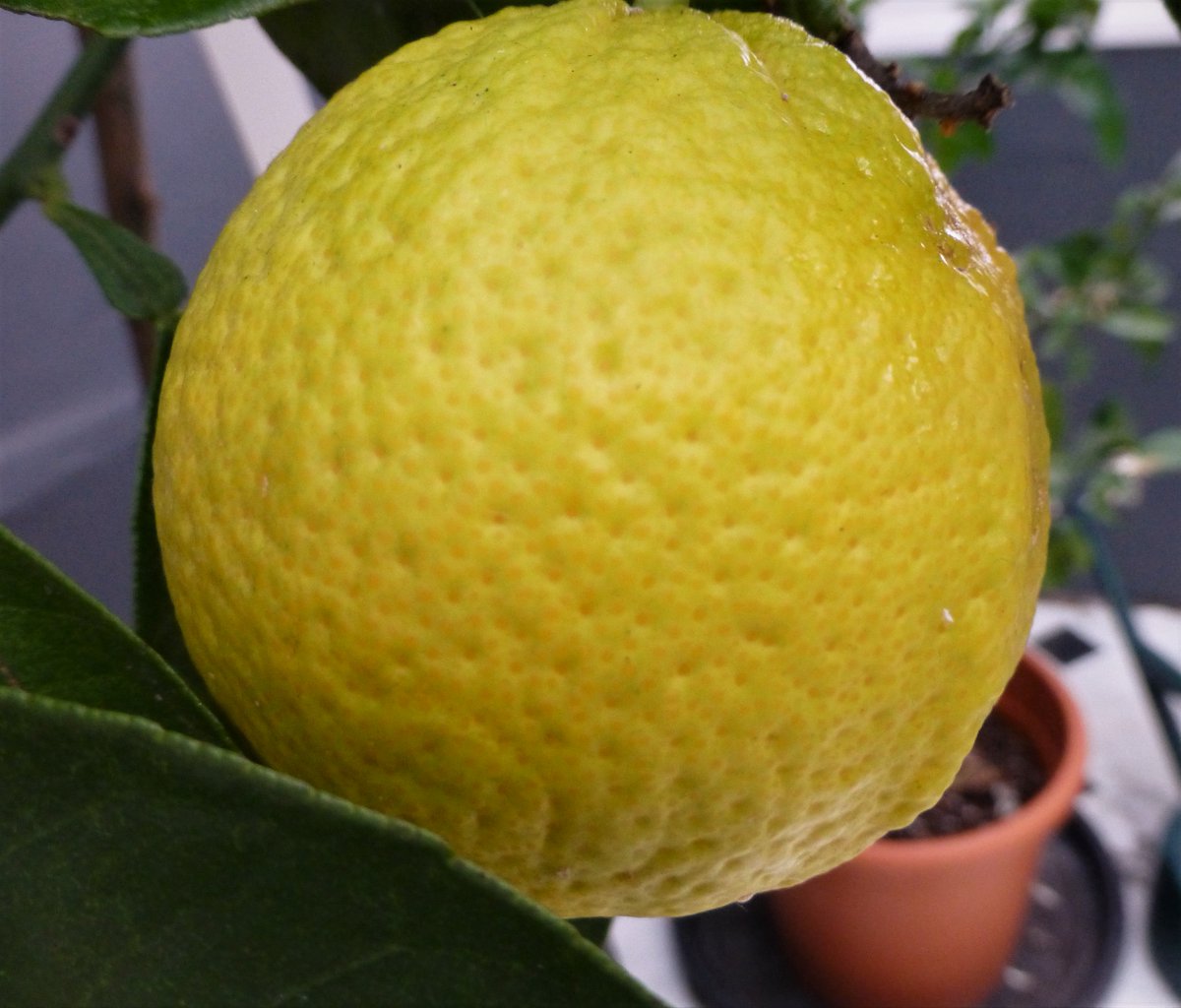 Citrus Mania 🍊🍋 🪴💛 tweet media