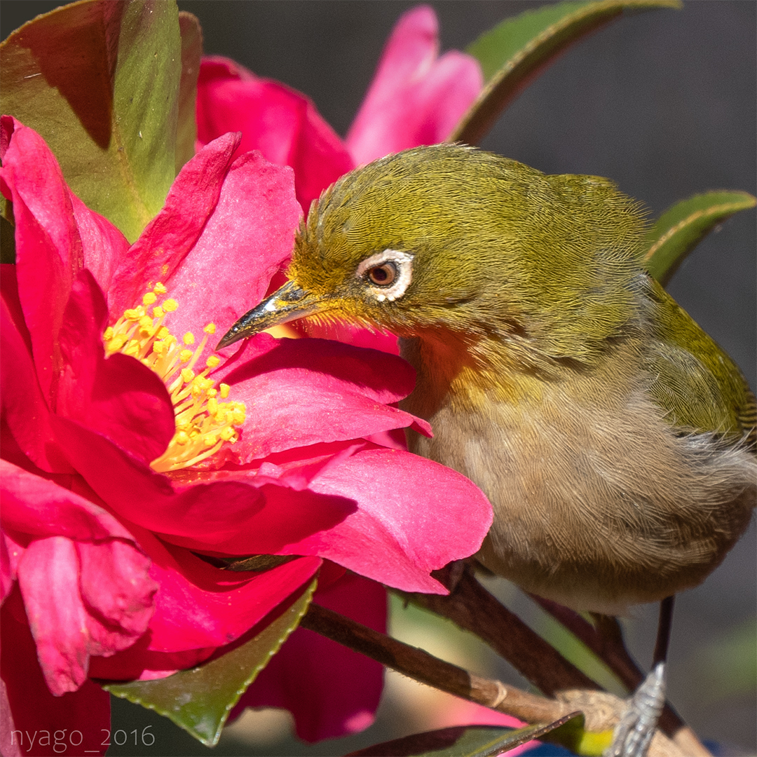 nyago_2016's tweet image. #メジロ #whiteeye #鳥 #野鳥 #bird #wildbird
#サザンカ #花 #flower