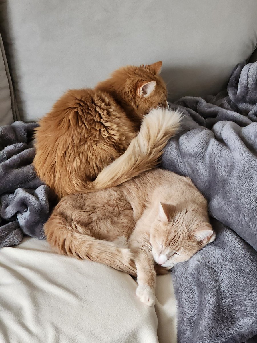 DebeeMI's tweet image. Happy Caturday!
(This was RARE ...
Yesterday #IceStorm #NoPower 🥶)