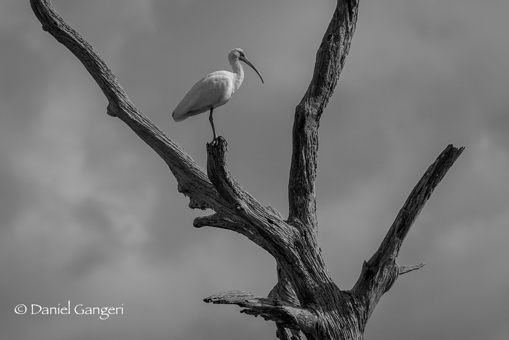 My favorite bird, a dead and highly textured tree, strong compositional lines, and background made for black and whites… Jackpot!! #bird #birds #birdphotography #birdphoto #birdphotos #bwphoto #blackandwhitephotos #wildlifephotos #floridawildlife