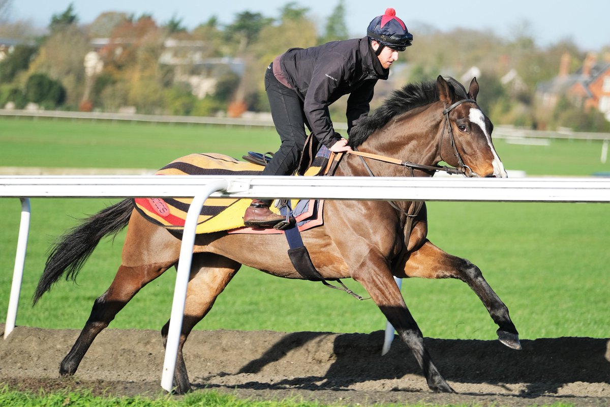 SimcockRacing's tweet photo. FORGE VALLEY LAD 🌟WINS🌟(6yo g Cityscape GB - Tamara GB) the 1m4f Handicap @LingfieldPark under @JPSPENCER1980 for A M PICKERING & @SimcockRacing #AlBasti #AlBastiEquiworldDubai https://t.co/hH2QdsYJpI