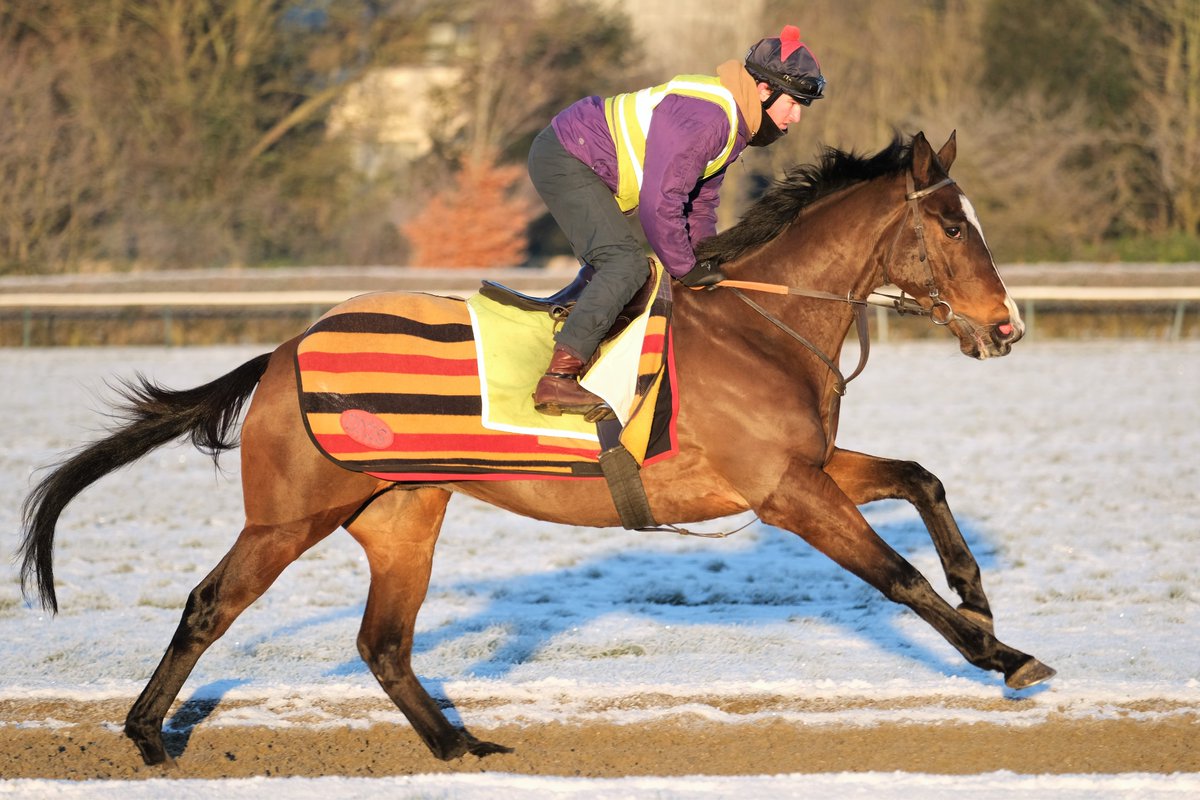 SimcockRacing's tweet photo. FORGE VALLEY LAD 🌟WINS🌟(6yo g Cityscape GB - Tamara GB) the 1m4f Handicap @LingfieldPark under @JPSPENCER1980 for A M PICKERING & @SimcockRacing #AlBasti #AlBastiEquiworldDubai https://t.co/hH2QdsYJpI