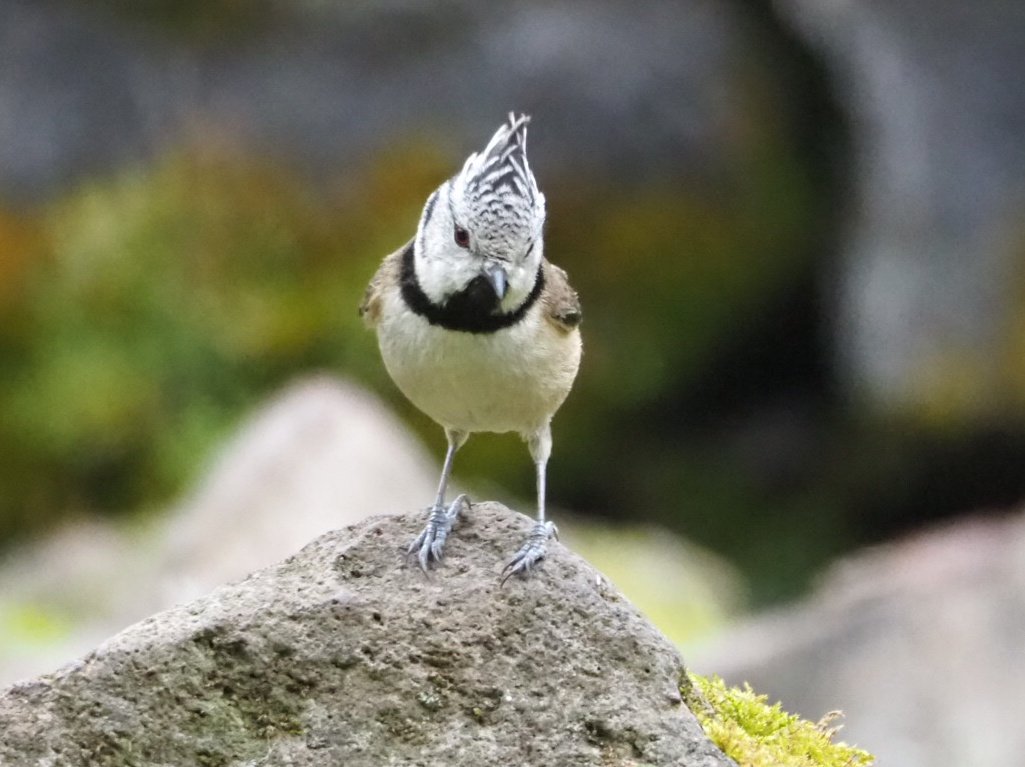 fabrega_sonia's tweet photo. Mallerenga emplomallada (Lophophanes cristatus)
@birdcatalunya @sales_sergi @mcngranollers @MariusDomingo2 https://t.co/utuyvfAgnb