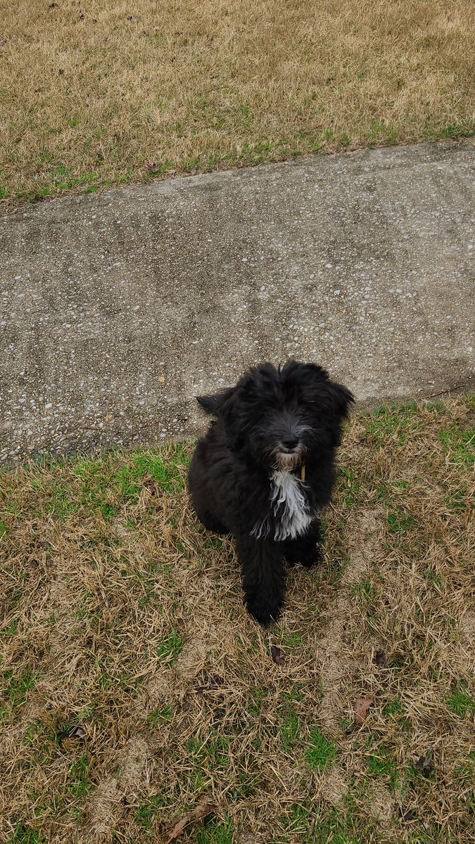 quixidyllic's tweet photo. @ravenscimaven My Aussiedoodle puppy, Shadow Fawkes, needs a trim soon. Waiting on that 6 month b-day! I brush him weekly. Your poodle is adorable! ♡ https://t.co/fsPjJQtkzv