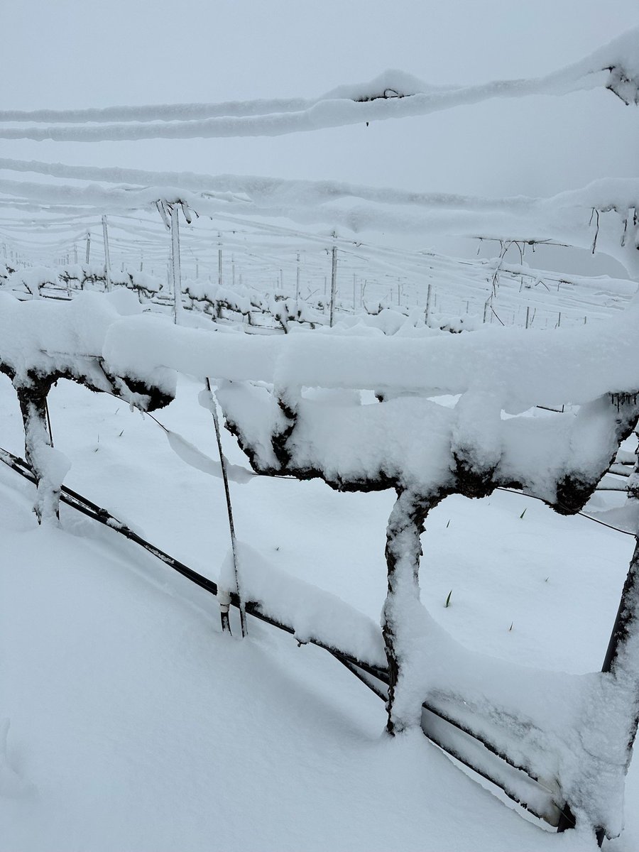 Mondavi Sisters tweet media