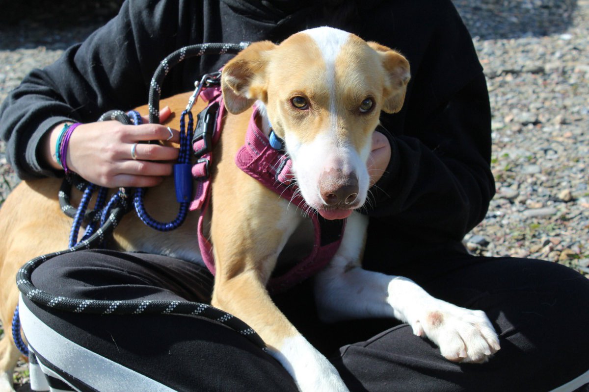 protemalaga's tweet photo. Dionisio, 2 años, tamaño mediano.
Este perro tan simpático es Dionisio, y está más que listo para ser adoptado. Es sociable con perros y le gusta mucho estar con personas. Es muy juguetón a la vez que tranquilo. ¡Es perfecto!
📩: moduloc@protectoramalaga.com https://t.co/ZElf3kMkyw