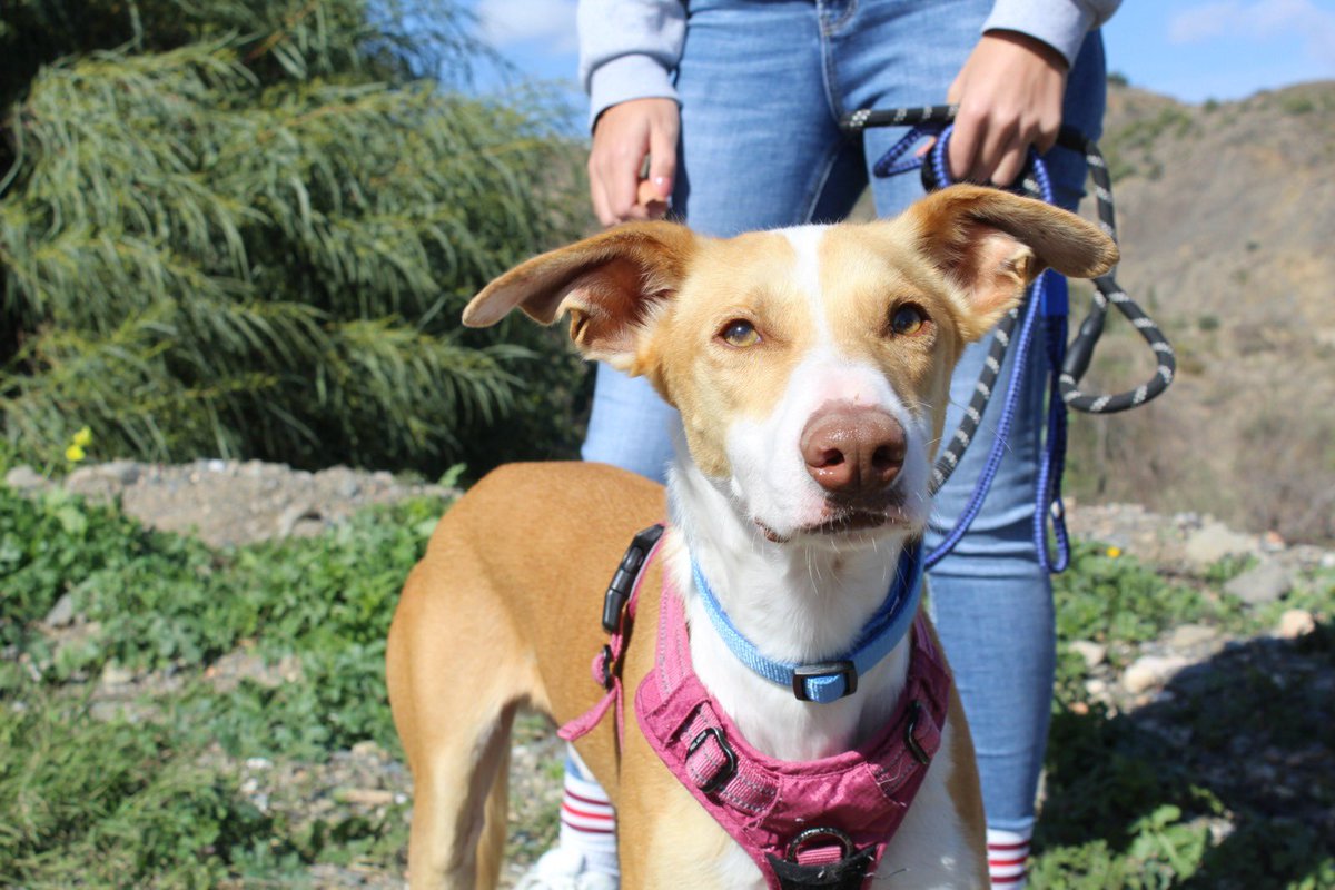 protemalaga's tweet photo. Dionisio, 2 años, tamaño mediano.
Este perro tan simpático es Dionisio, y está más que listo para ser adoptado. Es sociable con perros y le gusta mucho estar con personas. Es muy juguetón a la vez que tranquilo. ¡Es perfecto!
📩: moduloc@protectoramalaga.com https://t.co/ZElf3kMkyw