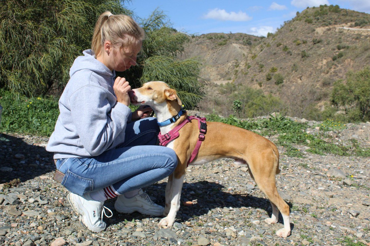 protemalaga's tweet photo. Dionisio, 2 años, tamaño mediano.
Este perro tan simpático es Dionisio, y está más que listo para ser adoptado. Es sociable con perros y le gusta mucho estar con personas. Es muy juguetón a la vez que tranquilo. ¡Es perfecto!
📩: moduloc@protectoramalaga.com https://t.co/ZElf3kMkyw