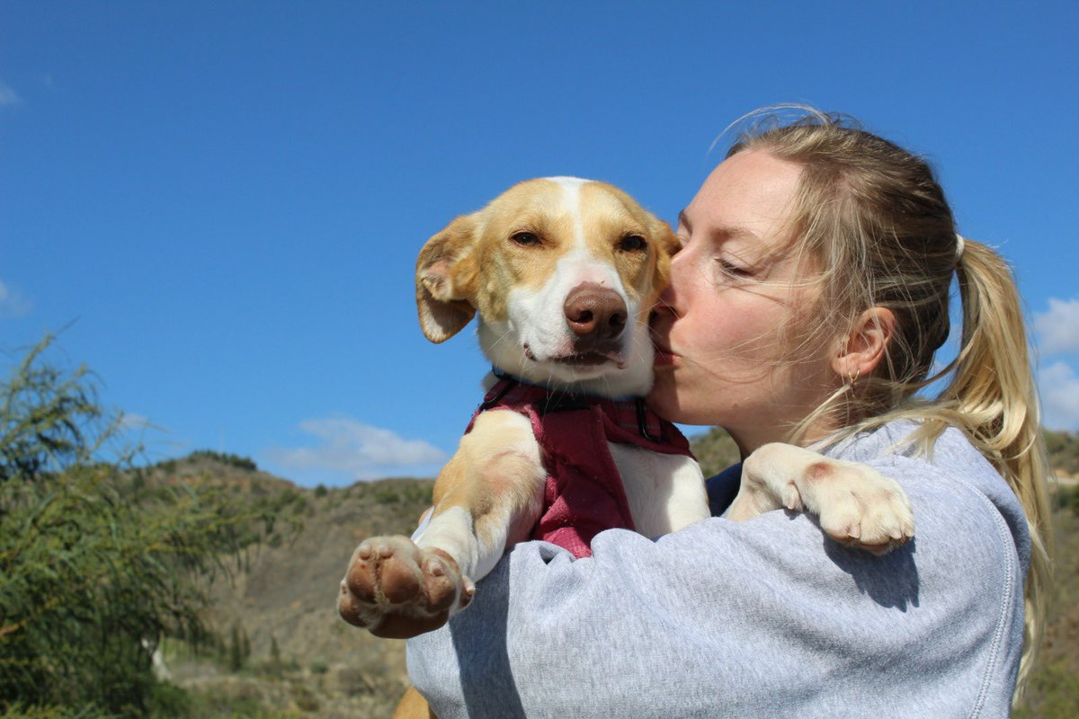 protemalaga's tweet photo. Dionisio, 2 años, tamaño mediano.
Este perro tan simpático es Dionisio, y está más que listo para ser adoptado. Es sociable con perros y le gusta mucho estar con personas. Es muy juguetón a la vez que tranquilo. ¡Es perfecto!
📩: moduloc@protectoramalaga.com https://t.co/ZElf3kMkyw