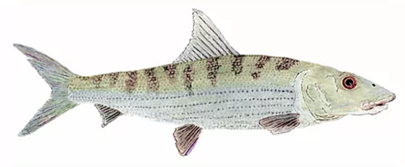 Bonefish Part V: Fly Fishing Andros Island, where to stay - flylifemagazine.com/bonefish-part-…