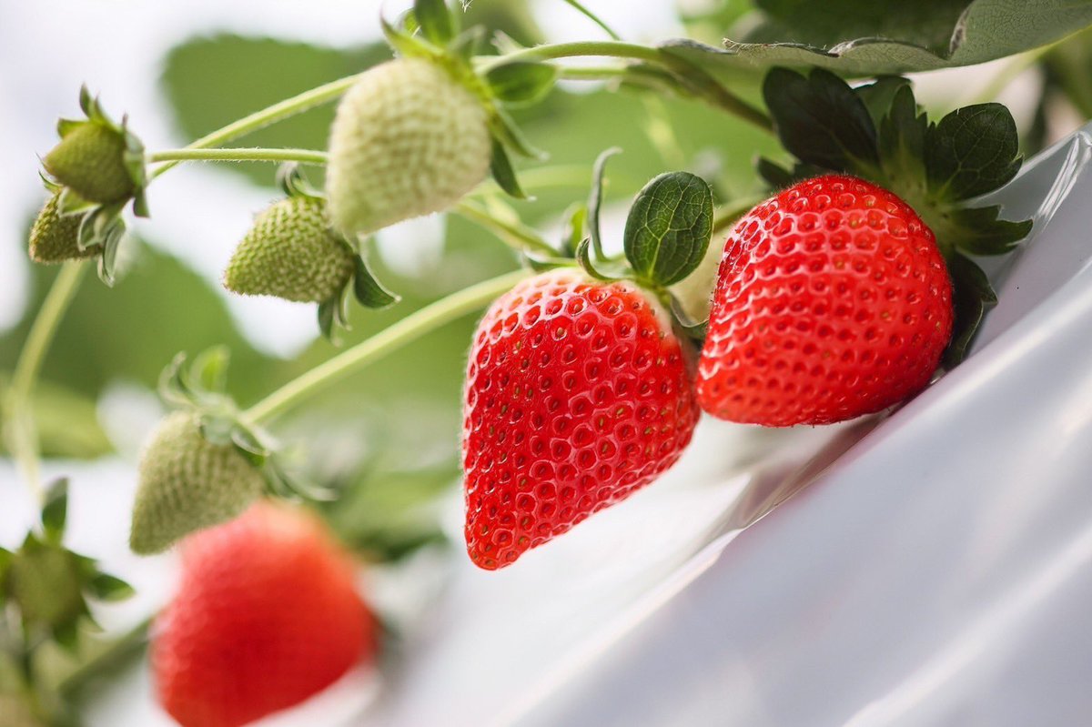 いちご狩りはじゃらんから申し込めます。今が旬でめちゃ甘いです！

https://t.co/kOmjhg3wAI https://t.co/UcyoxWZtTU