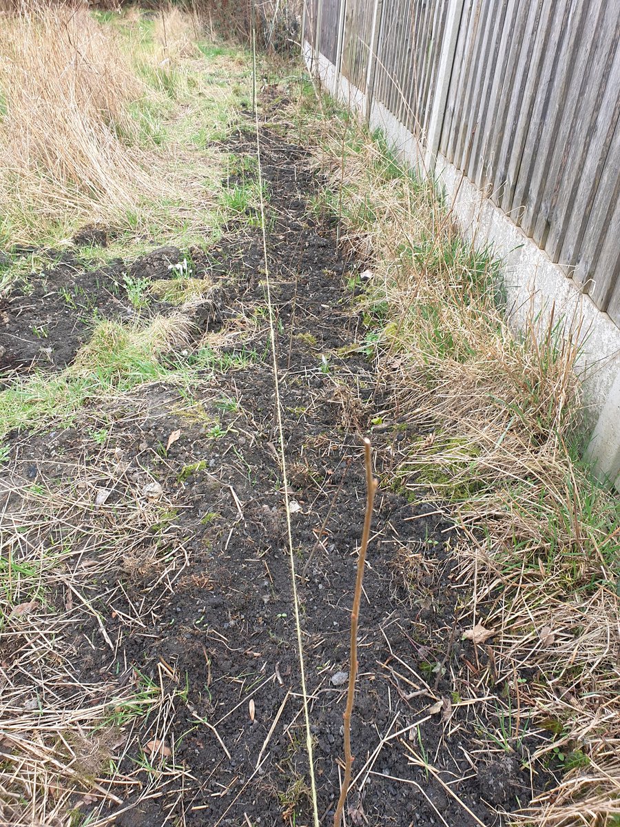 Great to get about 10 metres of native hedging whips planted, a mix of Hawthorn, Blackthorn, Hazel & Crab Apple - fantastic habitat for birds, insects & small mammals. #biodiversity #Hedgerows #NatureCrisis