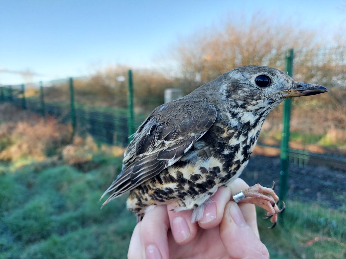 Richard Donaghey (@causewaybirds) on Twitter photo A little quiet in the sunshine by Lough Foyle this morning with a small catch of 21 birds of which only 12 new. 3 more Yellowhammers but the best catch was this Mistle Thrush - just the 4th (excl. chicks) we've ringed in the past c10 years @djones266 @crymble47 <a href="/Patrick18315094/">Patrick Ryan</a> A little quiet in the sunshine by Lough Foyle this morning with a small catch of 21 birds of which only 12 new. 3 more Yellowhammers but the best catch was this Mistle Thrush - just the 4th (excl. chicks) we've ringed in the past c10 years @djones266 @crymble47 <a href="/Patrick18315094/">Patrick Ryan</a>