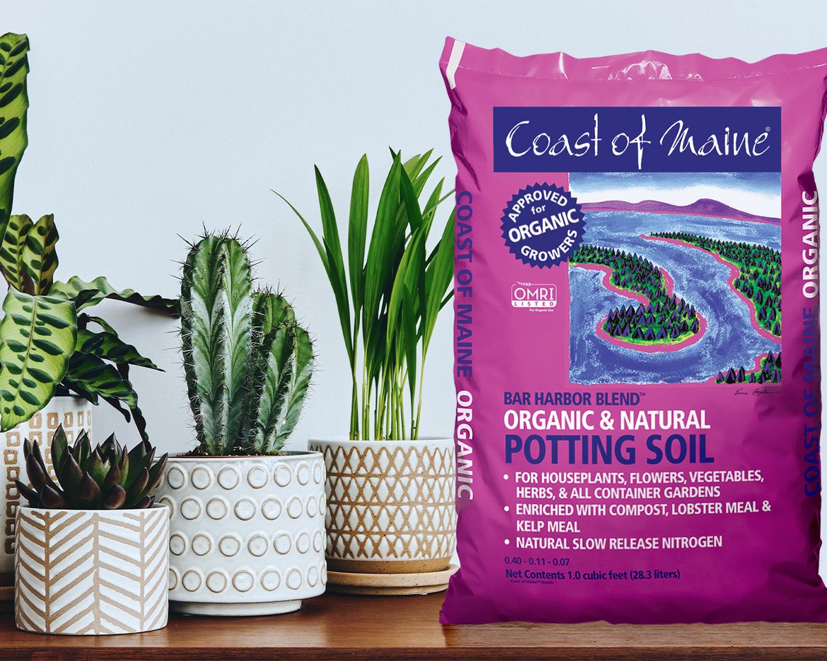 Divide and Conquer
Who doesn’t love a good deal? Often, little plants are sold in group pots...
Photos &amp; blog by award winning author, Plantswise by Tovah Martin!
👉 coastofmaine.com/spring-graduat…