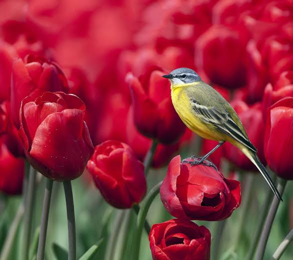 LindaLOliv's tweet image. 🐦🌷🌿💓🐦🌷🌿💓
             Have a lovely weekend 
                       🐦🌷🌿💓🐦🌷🌿💓

#PrayForTurkeyAndSyria
#HelpTurkeySyria