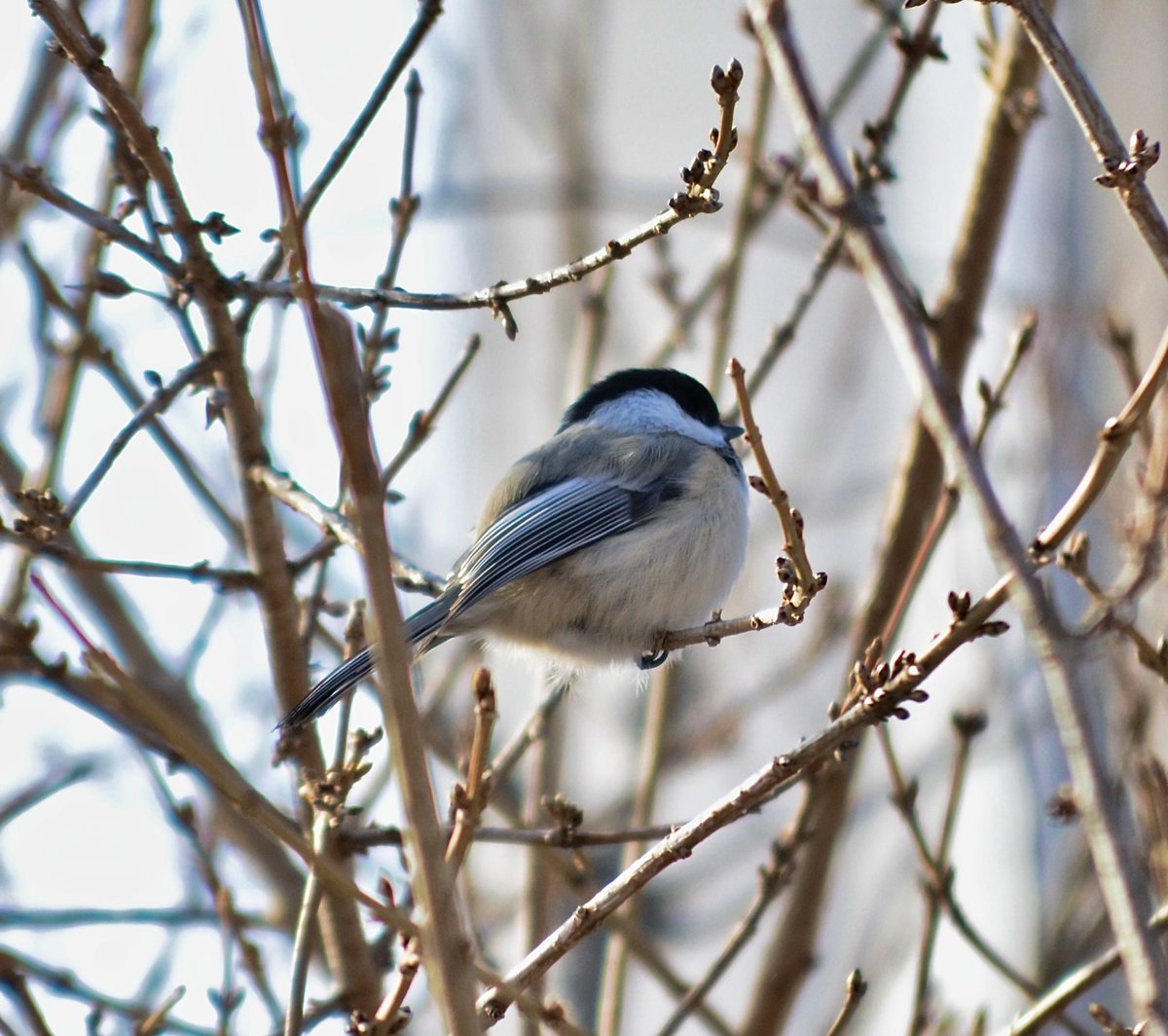 A little chickadee in the bushes. #pei #nature #birdphotography #ThePhotoHour