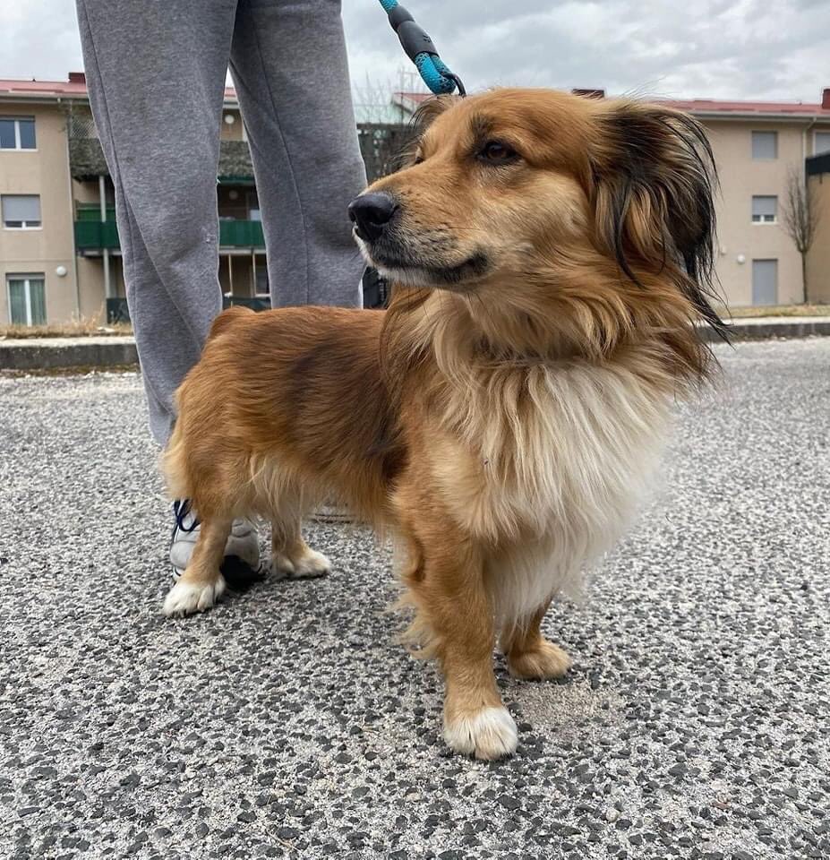 oipalaquila's tweet photo. Dopo 4 anni passati in famiglia, se non troviamo un’altra soluzione (stallo o adozione) nei prossimi giorni entrerà in canile! 
Maschio, 6 kg circa, incrocio bassotto.
📞 3470079297 (lasciate un messaggio su whatsapp no chiamate) https://t.co/8noxgDGNnz