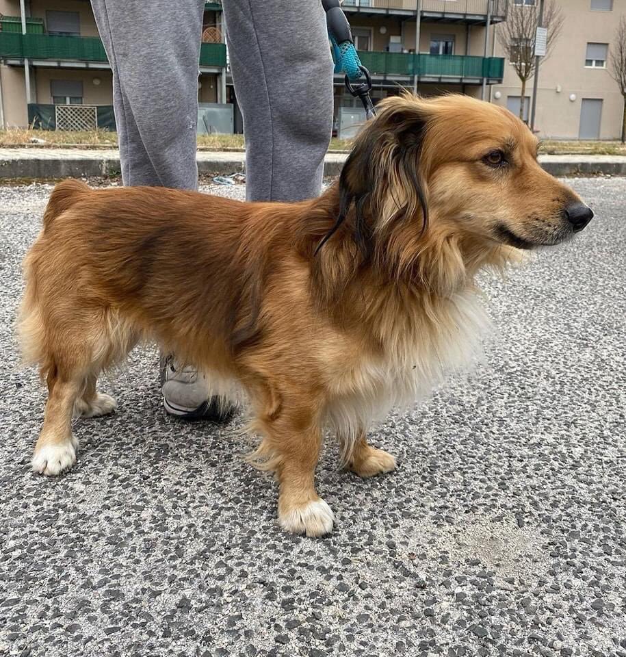 oipalaquila's tweet photo. Dopo 4 anni passati in famiglia, se non troviamo un’altra soluzione (stallo o adozione) nei prossimi giorni entrerà in canile! 
Maschio, 6 kg circa, incrocio bassotto.
📞 3470079297 (lasciate un messaggio su whatsapp no chiamate) https://t.co/8noxgDGNnz