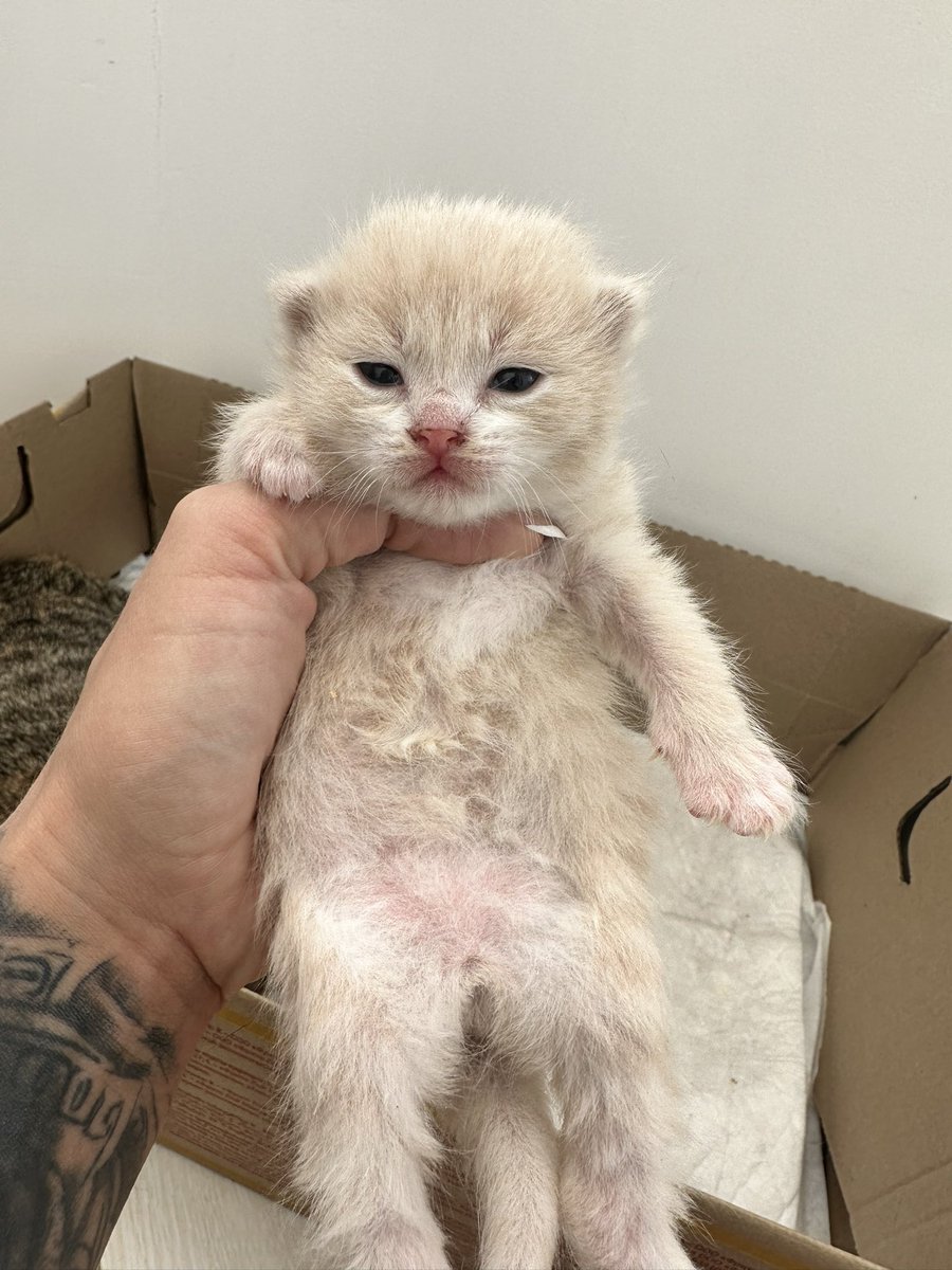 Итак, дамы и господа. Представляю вашему вниманию мальчика по имени Плюш 🧡