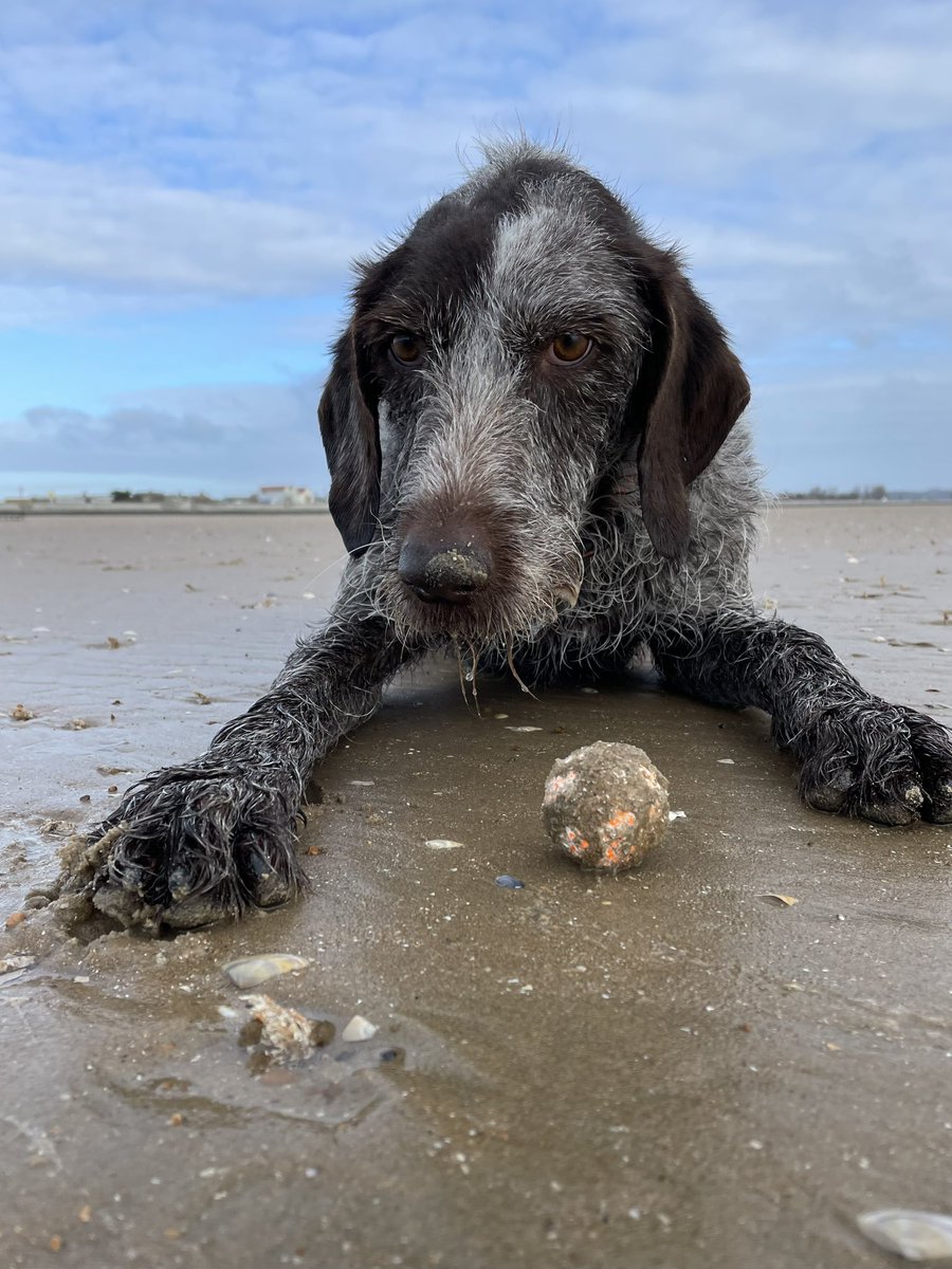 My beach cleaning is much better than theirs #beachfinds #ball #seagods #litterpick #treasure #happy #love #adventure #outdoors #doingourbit #dog #dogsofinstagram #dogsoftwitter