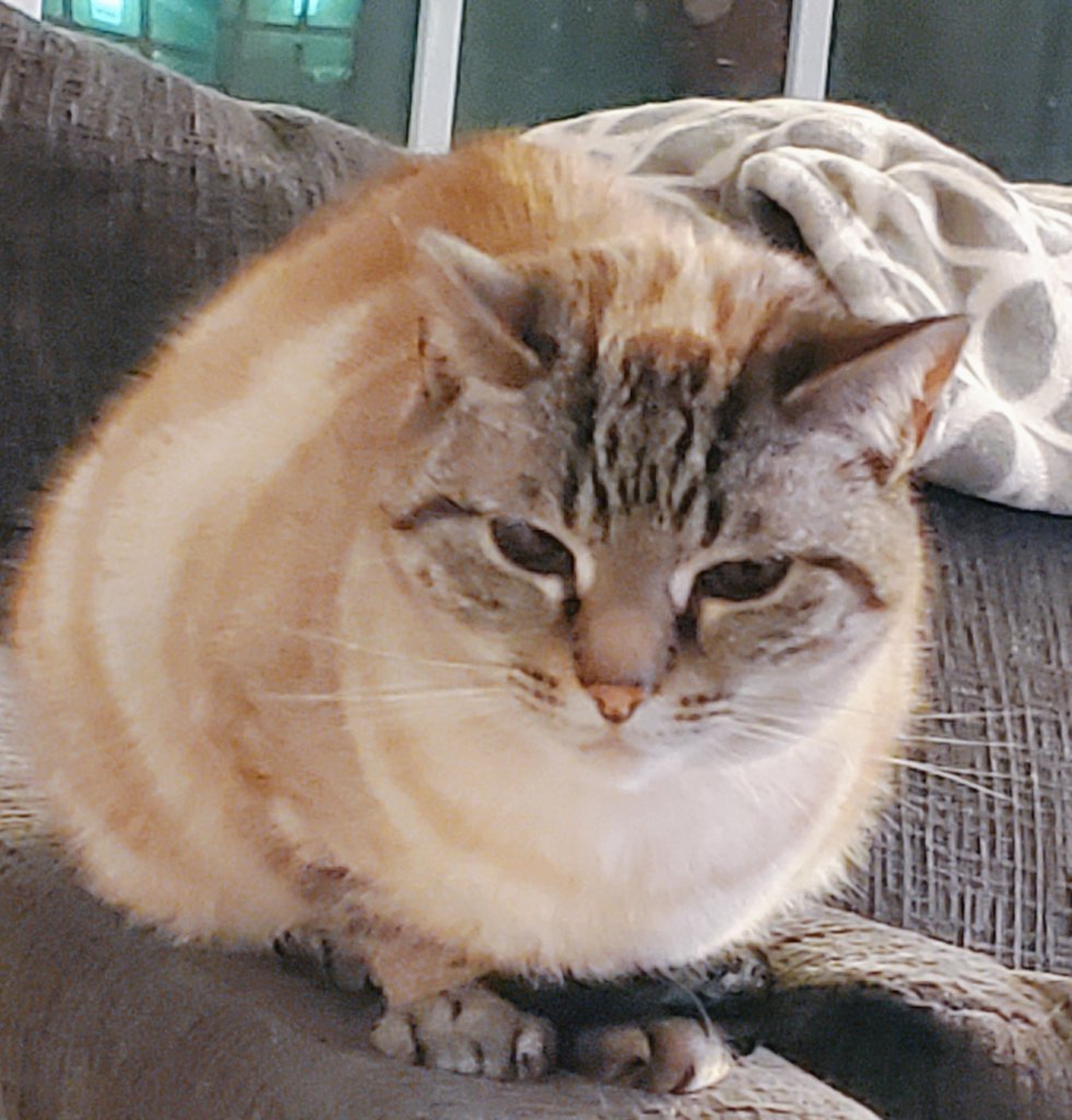 Not sure what I did to get the evil eye from Maia over here. 😹 #Caturday #CatsOfTwitter #CatsOnTwitter #cats