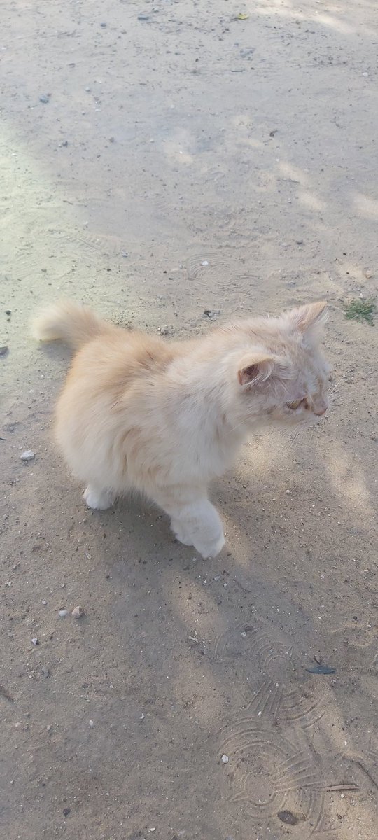 helpcatsmsallam's tweet photo. I received this cat..This cat has a broken paw.I took him2the vet immediately2take x-rays,but the electricity was cut off due to the siege in Gaza..I'll back 2morw morning2him
I will keep you posted on his condition.. Please help this innocent angel
TYSM🌹
https://t.co/TbIjrbiNgq https://t.co/rKa4VI56Jb