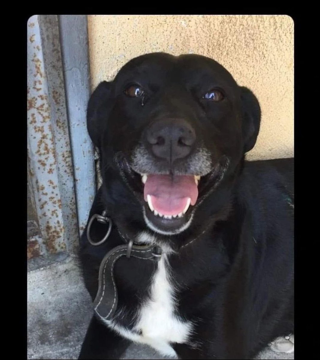 haysevder's tweet photo. Zeytin'in annesi #HATAY depreminde enkaz altından yaralı çıkarılmış. 12 şubatta bir stk dan yardım istemiş ve zeytin'e ulaşılmış. Ancak şimdi zeytin ortada yok. o tarihlerde kurtarma yapan bildiğiniz tüm stk lari etiketleyerek paylaşıma destek olur musunuz? 

#hataykayıpköpek https://t.co/EmYlJ0eHGx